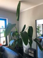 Mooie Strelitzia Nicolai plant te koop, Ophalen, 200 cm of meer, Overige soorten, Halfschaduw