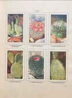 Cactussen door A.J. van Laren - Verkade album, Ophalen of Verzenden, Zo goed als nieuw, Plaatjesalbum