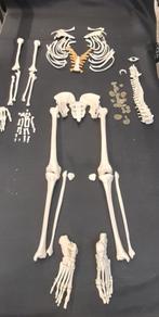 Skelet mens somso, Antiek en Kunst, Curiosa en Brocante, Ophalen of Verzenden