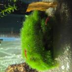 Vuurgarnalen, Dieren en Toebehoren, Vissen | Aquariumvissen, Kreeft, Krab of Garnaal