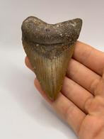Haaientand Megalodon 9.7 centimeter, Verzamelen, Mineralen en Fossielen, Ophalen of Verzenden, Fossiel