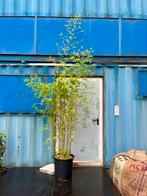Phyllostachys bamboe 250 cm, Ophalen, Bamboe