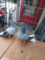 2025 geboren koppel duiven, Dieren en Toebehoren, Vogels | Duiven, Postduif