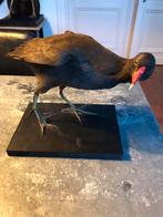 TAXIDERMIE TAXIDERMY OPGEZETTE WATERHOEN VINTAGE 2 STUKS, Verzamelen, Ophalen of Verzenden, Gebruikt, Vogel, Opgezet dier