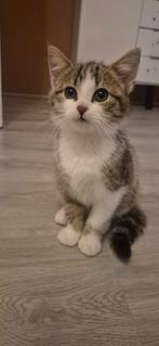 Kitten mannetje, Dieren en Toebehoren, Ophalen