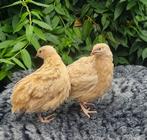 Broedeieren van de ras zuivere ‘Oranje’ Japanse  kwartel, Meerdere dieren, Overige soorten