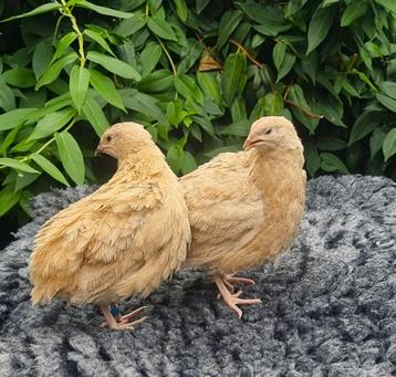 Broedeieren van de ras zuivere ‘Oranje’ Japanse  kwartel beschikbaar voor biedingen