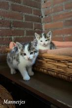 4 onwijs lieve kittens te koop, Meerdere dieren, Kortharig, 0 tot 2 jaar