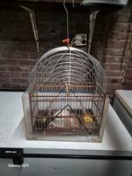 Surinaamse kooien 25 draads, Dieren en Toebehoren, Meerdere dieren