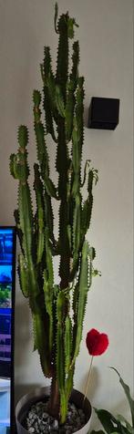 Grote Euphorbia Ingens /cowboy cactus, Huis en Inrichting, Kamerplanten, Ophalen, 100 tot 150 cm, Cactus, Volle zon