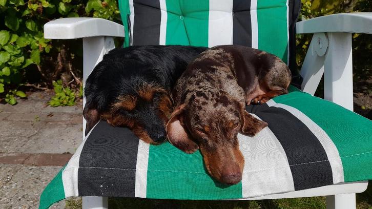 Teckel puppy's, Dieren en Toebehoren, Honden | Teckels en Dashonden, Meerdere dieren, Standaard, Particulier, Meerdere, Nederland