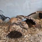 Gerbil pups, Dieren en Toebehoren, Knaagdieren, Juni, Meerdere dieren, Overige typen