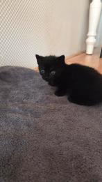 2 lieve kittens te koop, 19 september 9 weken, Dieren en Toebehoren, Katten en Kittens | Overige Katten, Meerdere dieren, Kortharig