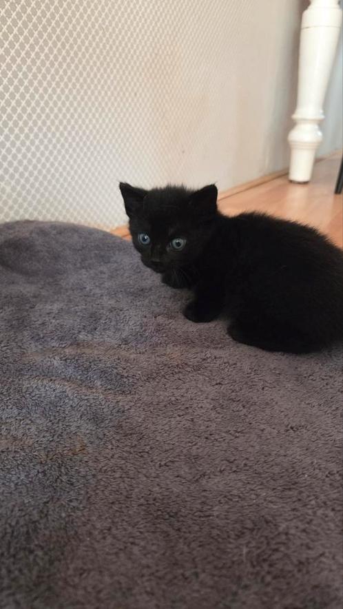 2 lieve kittens te koop, 19 september 9 weken, Dieren en Toebehoren, Katten en Kittens | Overige Katten, Kortharig, Meerdere dieren