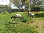 Jufferkraanvogels, Dieren en Toebehoren, Pluimvee, Meerdere dieren, Overige soorten