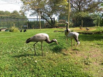 Jufferkraanvogels beschikbaar voor biedingen
