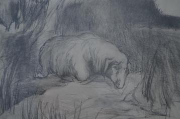 Houtskooltekening (?) schapen, mishandeld zo te zien. beschikbaar voor biedingen
