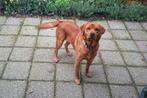 Labrador Foxred ter dekking aangeboden stamboom NHSB (FSI), Reu, Labrador retriever, 3 tot 5 jaar, Nederland