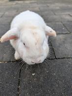 Lief mannetjes konijn 6 maanden oud, Dieren en Toebehoren, Konijnen, Mannelijk
