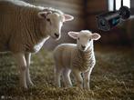 Stalcamera lammeren - geen wifi nodig, Meerdere dieren, Schaap, 0 tot 2 jaar