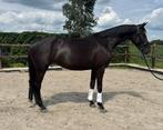 Fijne 4 jarige merrie for gold x sorento, Dieren en Toebehoren, Paarden, Merrie, Onbeleerd, Dressuurpaard, 3 tot 6 jaar