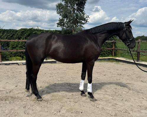 Fijne 4 jarige merrie for gold x sorento, Dieren en Toebehoren, Paarden, Merrie, Onbeleerd, 3 tot 6 jaar, Dressuurpaard