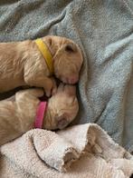 Goldendoodle puppies, Dieren en Toebehoren, 8 tot 15 weken, Meerdere, Meerdere dieren, Middel