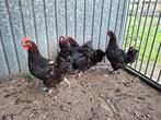 3 marans hennen, Dieren en Toebehoren, Pluimvee, Vrouwelijk, Kip