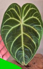 Anthurium regale, Ophalen of Verzenden, Overige soorten, Minder dan 100 cm