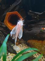 Ancistrus Snow White Longfin, Dieren en Toebehoren, Vissen | Aquariumvissen, Vis, Zoetwatervis