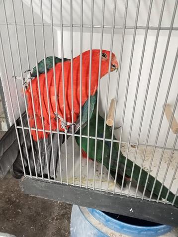 Super mooi koppel koningsparkieten  beschikbaar voor biedingen