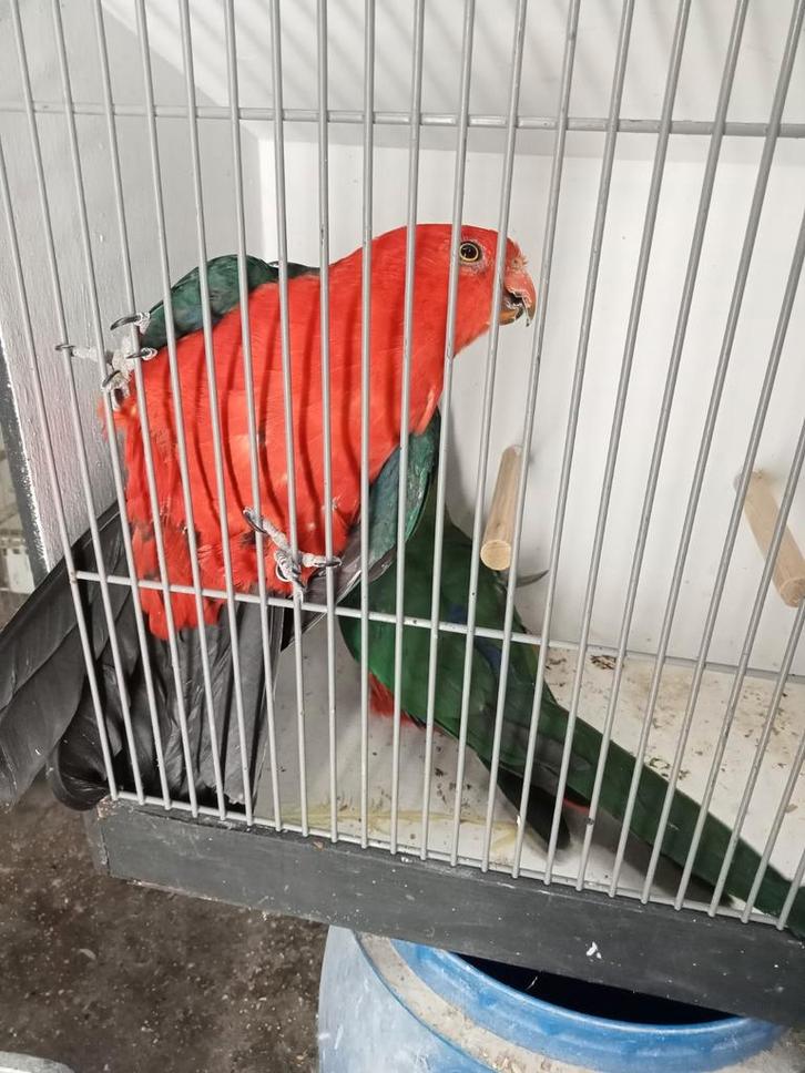 Super mooi koppel koningsparkieten, Dieren en Toebehoren, Vogels | Parkieten en Papegaaien, Parkiet, Meerdere dieren