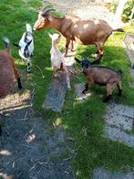 Jonge dwerggeitjes, Dieren en Toebehoren, Meerdere dieren, Geit