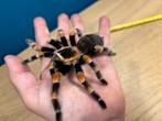Mooie grote vogelspin. brachypelma smithi, Spin of Schorpioen