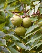 **ACTIE** Juglans nigra, Zwarte walnoot, Minder dan 100 cm, Lente, Ophalen of Verzenden, Walnotenboom
