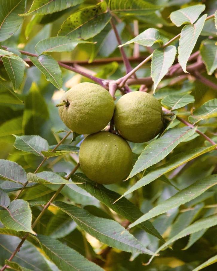 **ACTIE** Juglans nigra, Zwarte walnoot, Tuin en Terras, Planten | Fruitbomen, Walnotenboom, Minder dan 100 cm, Halfschaduw, Lente