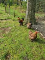 Broedeieren brahma meerzomig patrijs groot verzenden €10, Kip, Geslacht onbekend