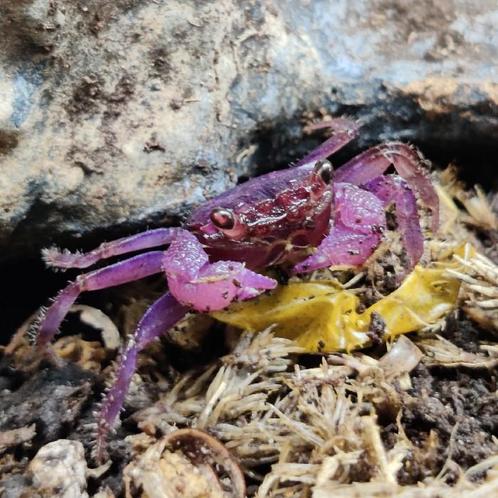 Geosesarma dennerli, Dieren en Toebehoren, Reptielen en Amfibieën
