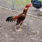 Shamo broedeieren, Dieren en Toebehoren, Pluimvee, Geslacht onbekend, Kip