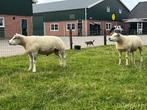 Te koop 4 top overjarige Texelaar stamboek rammen, Dieren en Toebehoren, Schapen, Geiten en Varkens, Mannelijk, Schaap