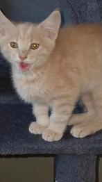 Lieve mooie vale x ras kitten, Dieren en Toebehoren, Katten en Kittens | Overige Katten, Kater, Kortharig, 0 tot 2 jaar