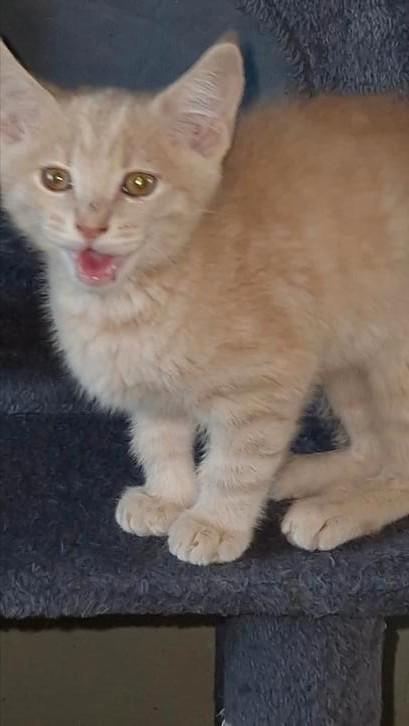 Lieve mooie vale x ras kitten, Dieren en Toebehoren, Katten en Kittens | Overige Katten, Kortharig, Kater, 0 tot 2 jaar