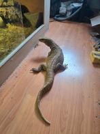Steppevaraan / Varanus exanthematicus, Ophalen, Zo goed als nieuw, Terrarium of Paludarium