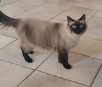 Ragdoll katt, Dieren en Toebehoren, Katten en Kittens | Raskatten | Langhaar, Poes, Gechipt, 0 tot 2 jaar