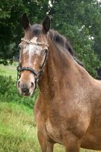 Lieve Appaloosa merrie te koop!, Dieren en Toebehoren, Merrie, Minder dan 160 cm, 11 jaar of ouder, Recreatiepaard