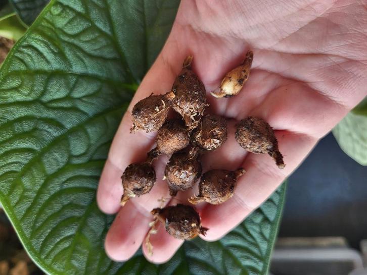 alocasia melo knolletjes, Huis en Inrichting, Kamerplanten, Minder dan 100 cm, Halfschaduw, Ophalen of Verzenden