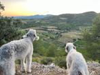 De Bedlington Terriër, Rabiës (hondsdolheid), Overige rassen, 8 tot 15 weken, Meerdere