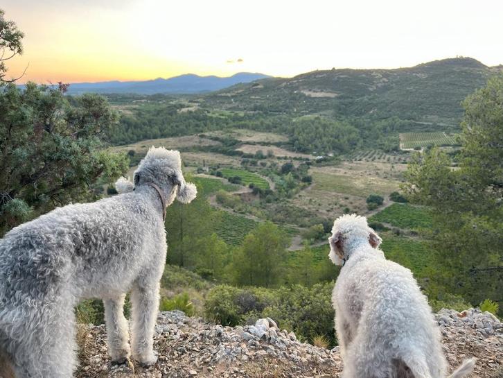 De Bedlington Terriër, Dieren en Toebehoren, Honden | Jack Russells en Terriërs, Meerdere dieren, Overige rassen, Particulier