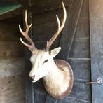 Prachtige grote hertenkop, Ophalen of Verzenden