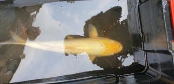 Koi ruim 50 cm  beschikbaar voor biedingen